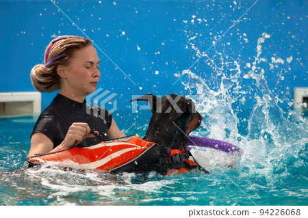 Dog trainer at the swimming pool, teaching the dog to swim. Dog trainer at the swimming pool, teaching the dog to swim. 94226068