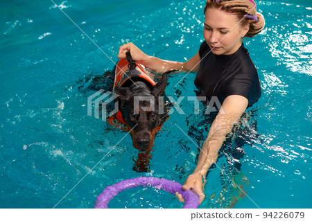 Dog in life jacket swim in the swimming pool with coach. Pet rehabilitation. Recovery training prevention for hydrotherapy. Pet health care 94226079