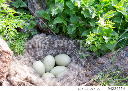 Eider down Eider down 94226554