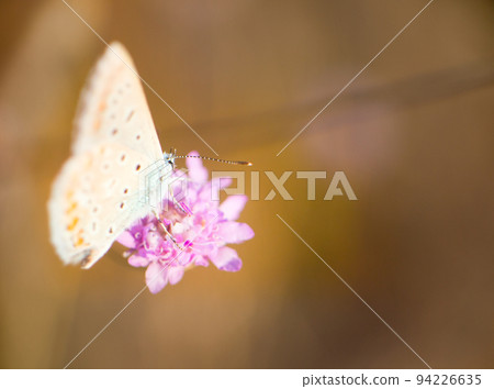 Elegant butterflies Blues from steppes of the Crimea 1. Black Sea Elegant butterflies Blues from steppes of the Crimea 1. Black Sea 94226635