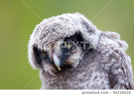 Cute fluffy owlet Cute fluffy owlet 94226638