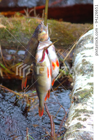 Fresh fish and old ways of its preservation 8. River perch (Perca fluviatilis) Fresh fish and old ways of its preservation 8. River perch (Perca fluviatilis) 94226651