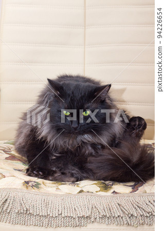 wow Cat wow Cat 94226654