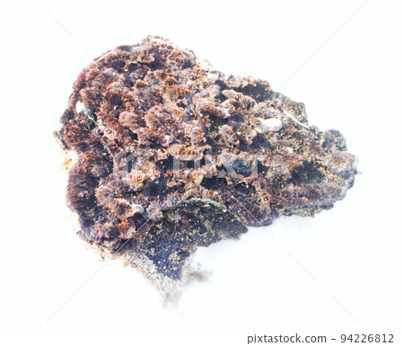 Element floral compositions 94226812