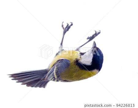 Various great tit 94226813