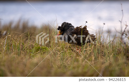 Mating behaviour of ruffs in lek (place of courtship) Mating behaviour of ruffs in lek (place of courtship) 94226815