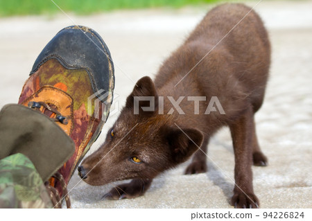 Blue Fox has shown interest in traveller who pretended to be dead. Aleutian-Commander Islands Blue Fox has shown interest in traveller who pretended to be dead. Aleutian-Commander Islands 94226824