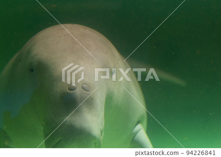 Dugong swimming 94226841