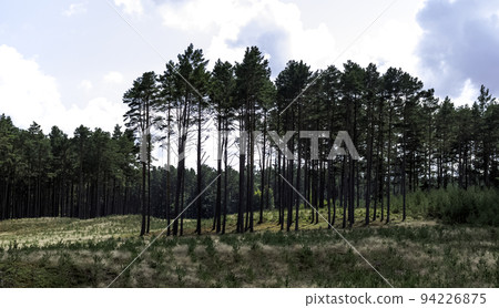 Polish forest - Slowinski National Park, Poland 94226875