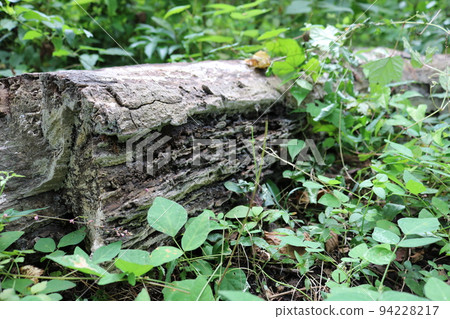 A fallen tree returning to the soil in the forest 94228217