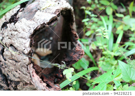 A dead tree returning to the soil in the forest 94228221
