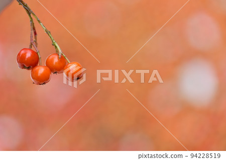 rowanberry fruit food botanical red foodstuff ripe harvest rowanberry fruit food botanical red foodstuff ripe harvest 94228519