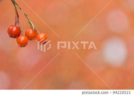 rowanberry fruit food botanical red foodstuff ripe harvest rowanberry fruit food botanical red foodstuff ripe harvest 94228521