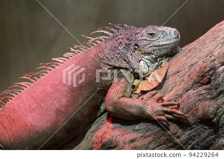 Iguana lying on a tree 94229264
