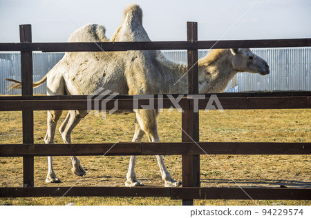 a white camel (camelus bactrianus) a white camel (camelus bactrianus) 94229574