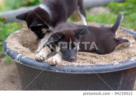 Two black and white puppies in bucket of sand. One lies, the second digs. Shallow depth of field. Focus on the lying puppy. Horizontal. Two black and white puppies in bucket of sand. One lies, the second digs. Shallow depth of field. Focus on the lying puppy. Horizontal. 94230022