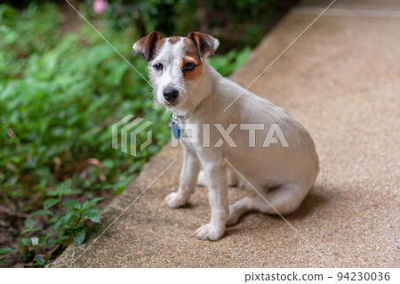 Jack Russell breed dog sits on concrete next to green grass and looks up directly into camera. Mouth is closed. Shallow depth of field. Horizontal. 94230036