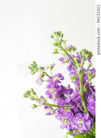 Very beautiful matthiola flowers, beautiful lavender color, bouquet on a white background, place for an inscription. Very beautiful matthiola flowers, beautiful lavender color, bouquet on a white background, place for an inscription. 94231021