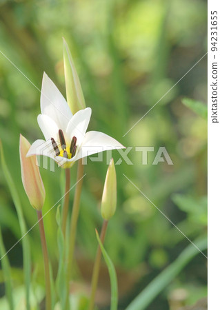 Tulip 94231655