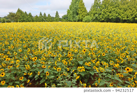 Sagoh plateau farm sunflowers 94232517