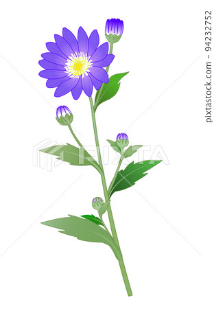 Wildflowers Miyako wasure flower Wildflowers Miyako wasure flower 94232752