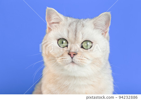 Close up of adorable white british cat on a purple background, Close up of adorable white british cat on a purple background, 94232886