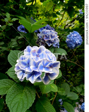 繡球花 Fraunoboko 英國花園 94233997