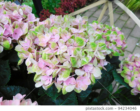 Hydrangea Magical Series English Garden 94234046