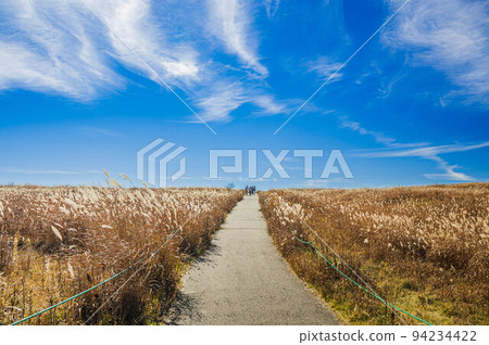 一條筆直的公路穿過秋天的草地 94234422