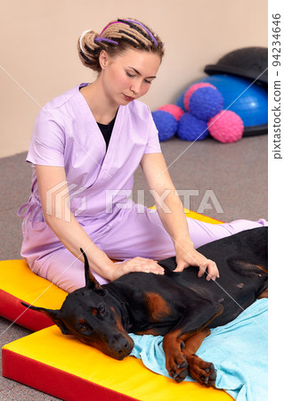 pet physical therapist make massage for beagle dogs. Physiotherapy in veterinary clinic 94234646