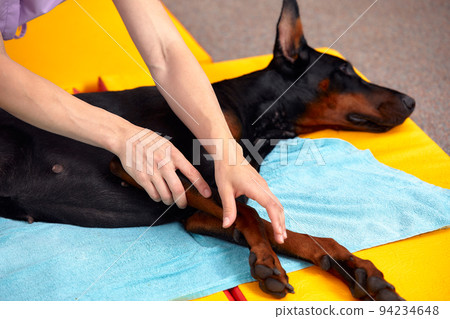 pet physical therapist make massage for beagle dogs. Physiotherapy in veterinary clinic 94234648
