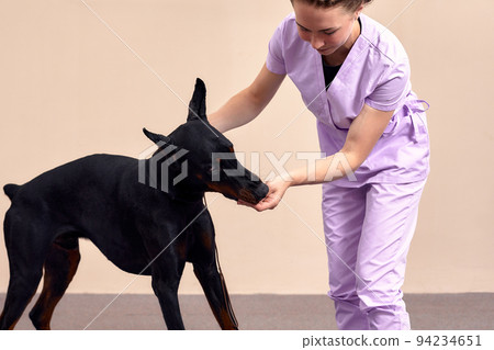 Female therapist working with dog in veterinary clinic Female therapist working with dog in veterinary clinic 94234651