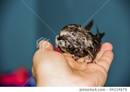 a young common swift (apus apus) at the human hands a young common swift (apus apus) at the human hands 94234679