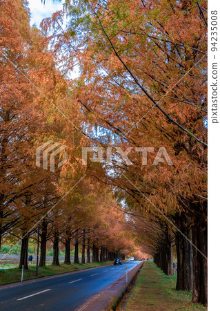 Autumn leaves and the sky seen through the cracks of metasequoia trees in Takashima City, Shiga Prefecture 94235008