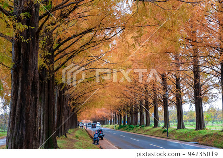 Autumn leaves and a straight road along the metasequoia trees in Takashima City, Shiga Prefecture Autumn leaves and a straight road along the metasequoia trees in Takashima City, Shiga Prefecture 94235019