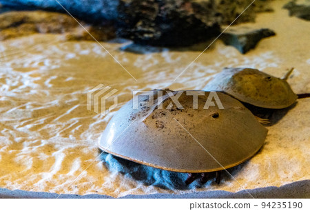 Mie Toba Aquarium Living Fossil Horseshoe Crab Mie Toba Aquarium Living Fossil Horseshoe Crab 94235190