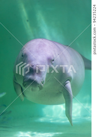 三重鳥羽水族館單只儒艮 94235224