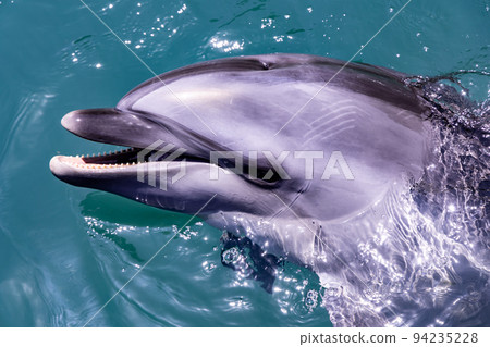 Wakayama Whale Museum Interacting with bottlenose dolphins 94235228