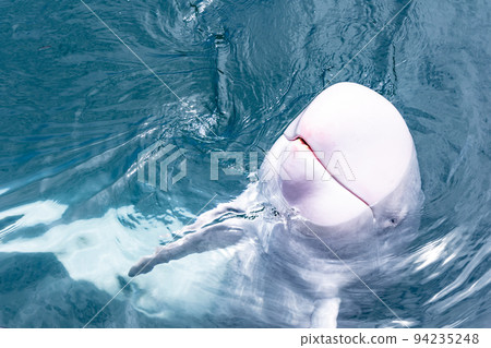 Wakayama Whale Museum Albino Pilot Whale 94235248