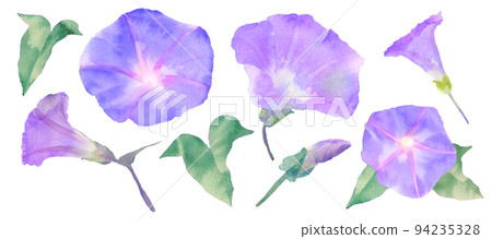 牽牛花的手繪水彩插圖 牽牛花的手繪水彩插圖 94235328