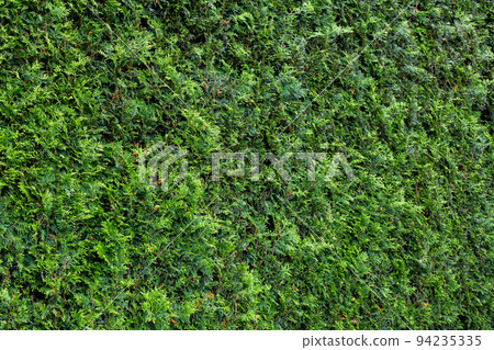 thuja evergreen bush arborvitae branches close-up hedge texture, plant details for landscaping parks and gardens, graphic resource, nobody. 94235335