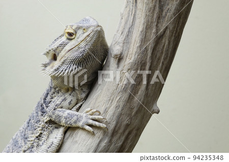 Portrait of a central bearded dragon Portrait of a central bearded dragon 94235348