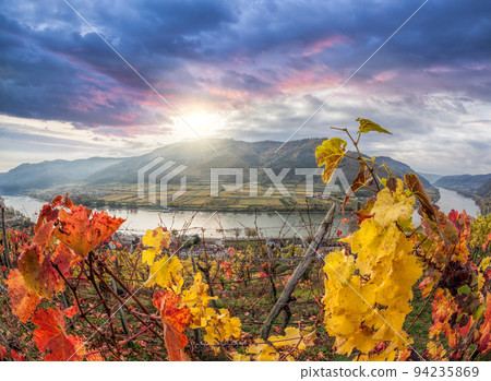 Colorful vineyards in Wachau valley against Spitz village with Danube river in Austria, UNESCO Colorful vineyards in Wachau valley against Spitz village with Danube river in Austria, UNESCO 94235869