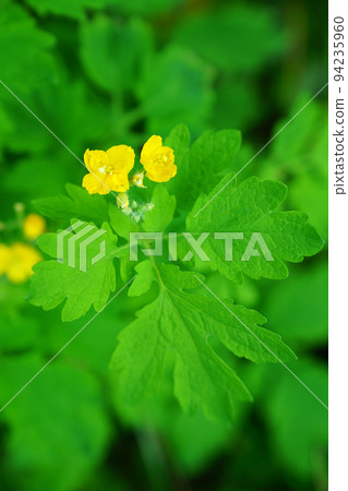 Xasanow Xasanow 94235960