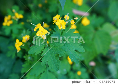 Xasanow Xasanow 94235973