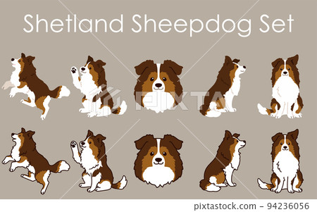 Illustration set of simple and cute Shetland Sheepdog with and without main lines 94236056