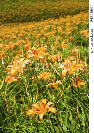 beautiful daylilies in the Chike mountain(Jinzhen Mountain) of Hualien, Taiwan. 94236694