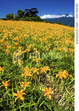 beautiful daylilies in the Chike mountain(Jinzhen Mountain) of Hualien, Taiwan. beautiful daylilies in the Chike mountain(Jinzhen Mountain) of Hualien, Taiwan. 94236696