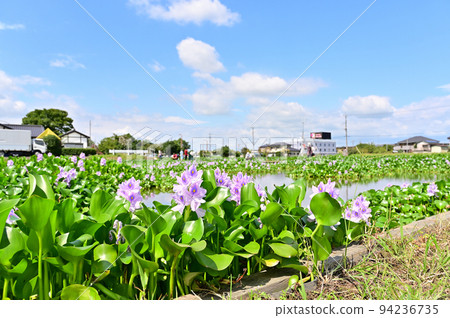 Water hyacinth flower garden, Kazo city, Saitama prefecture 94236735