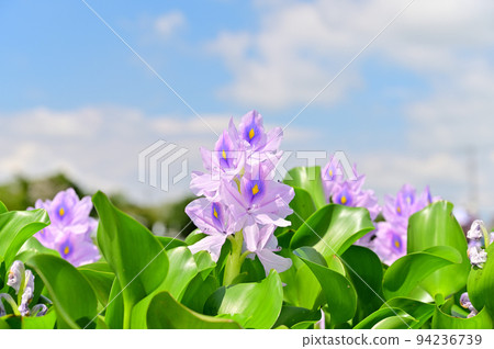 Water hyacinth flower garden, Kazo city, Saitama prefecture Water hyacinth flower garden, Kazo city, Saitama prefecture 94236739